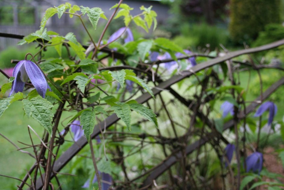 Княжик Пурпл Дрим