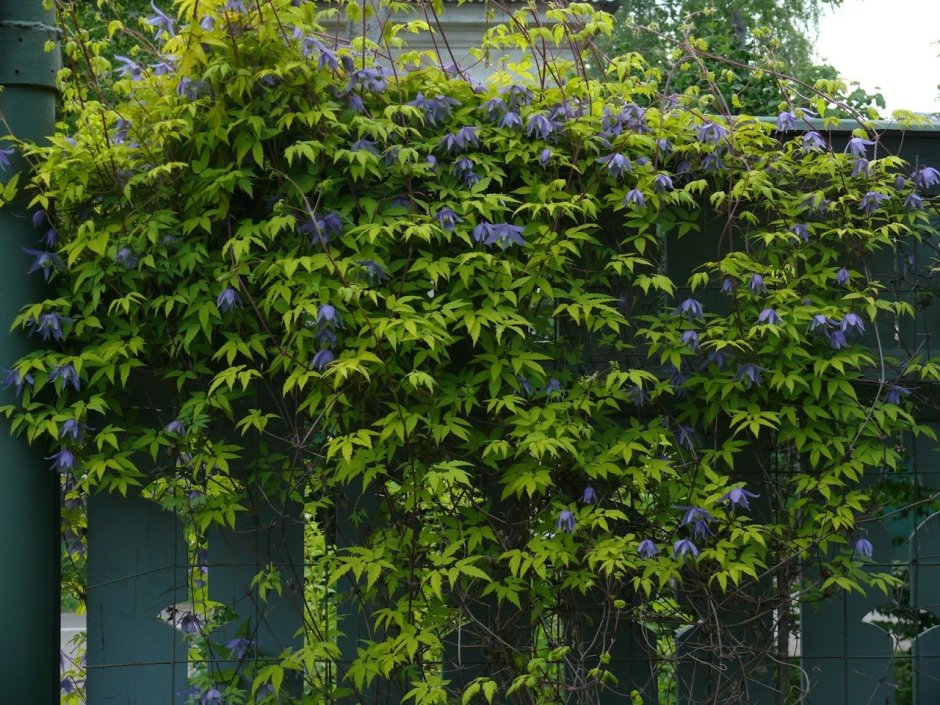 Княжик желтолистный