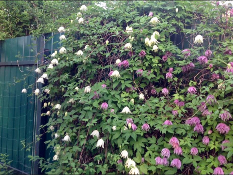 Клематис с можжевельником