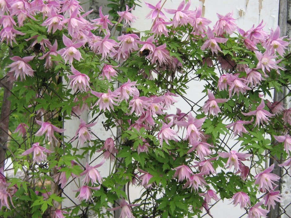 Княжик Рубра Маргината