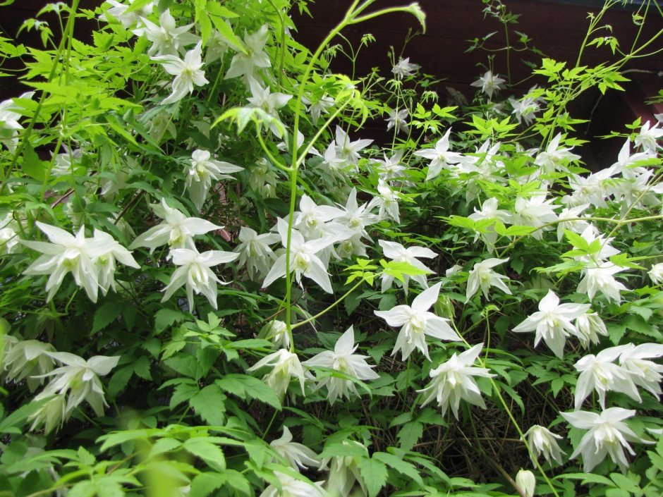 Клематис Вьюнок