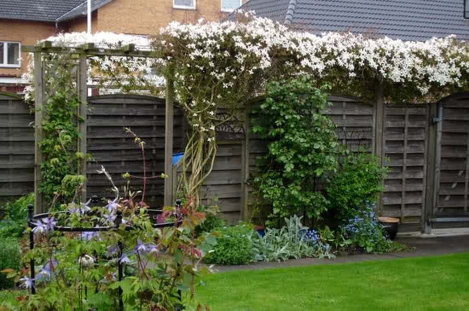 Клематис Живая изгородь