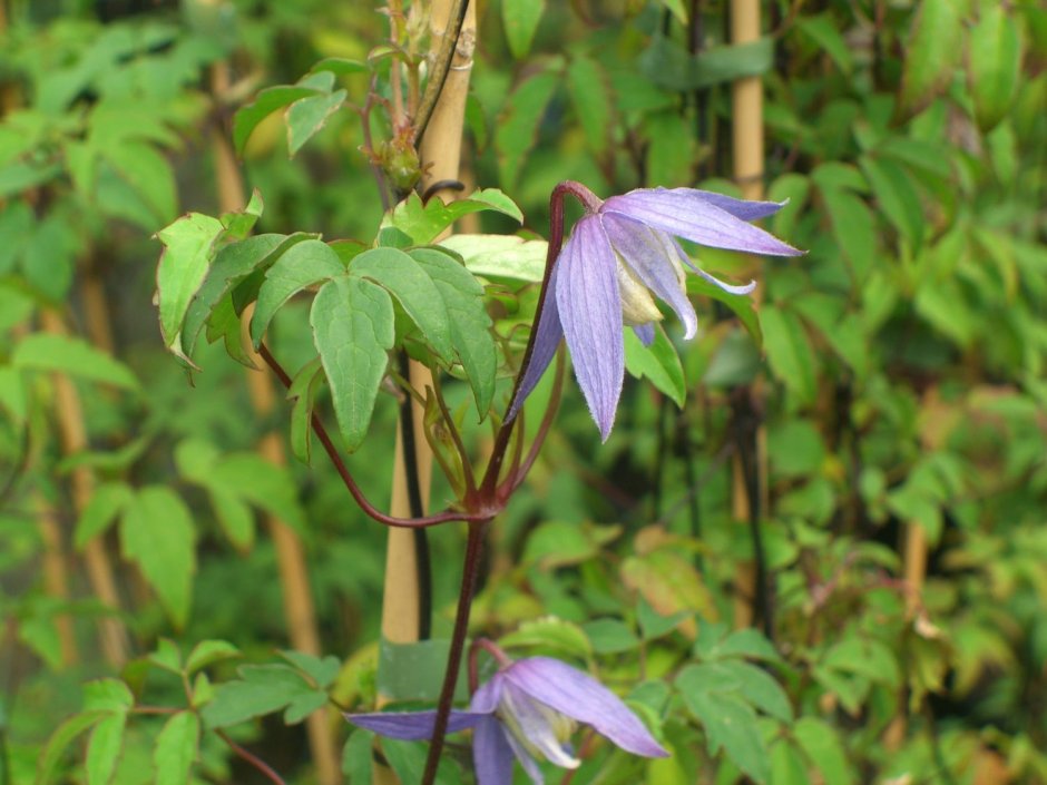 Клематис княжик Столвик