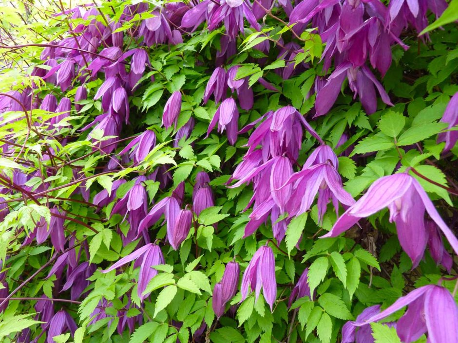 Лиана княжик Сибирский