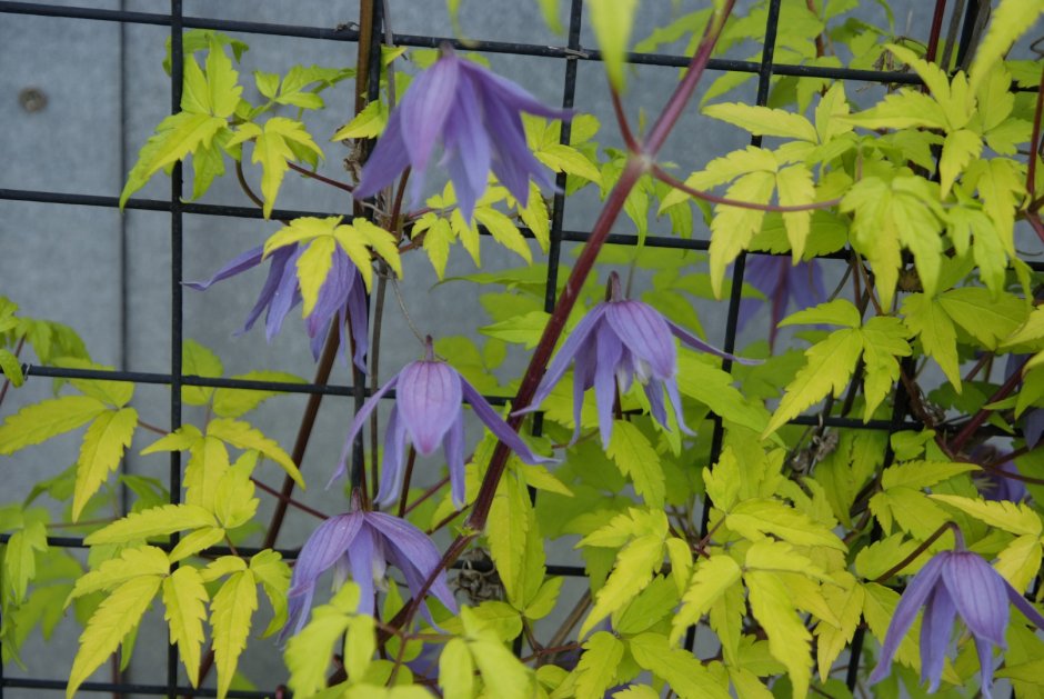 Княжик Пинк Дрим