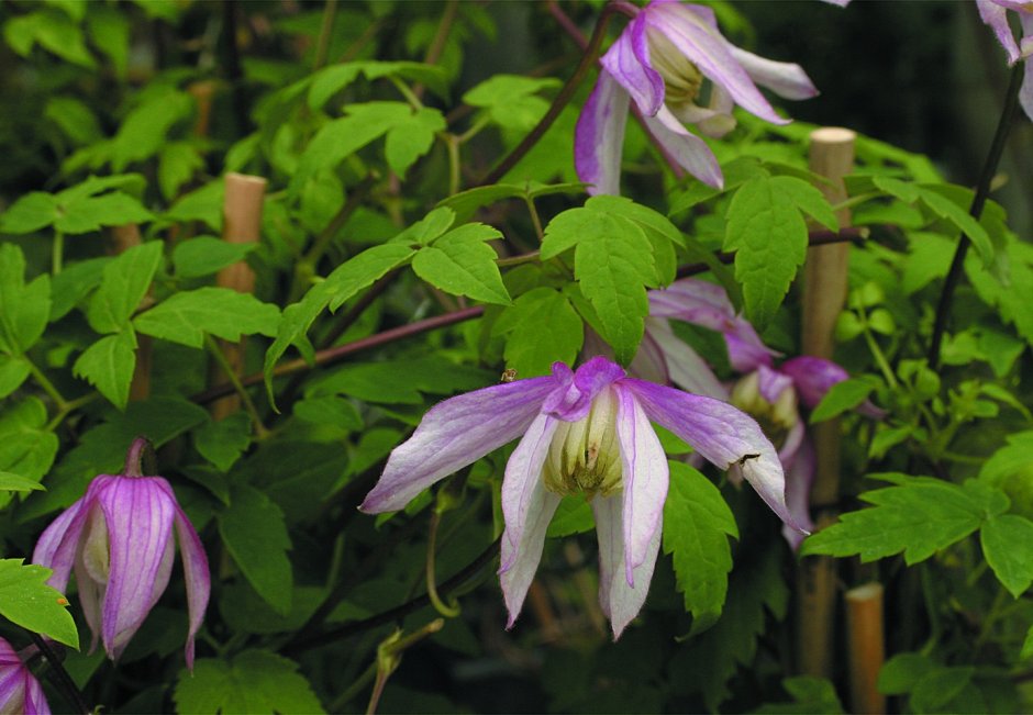 Клематис Живая изгородь