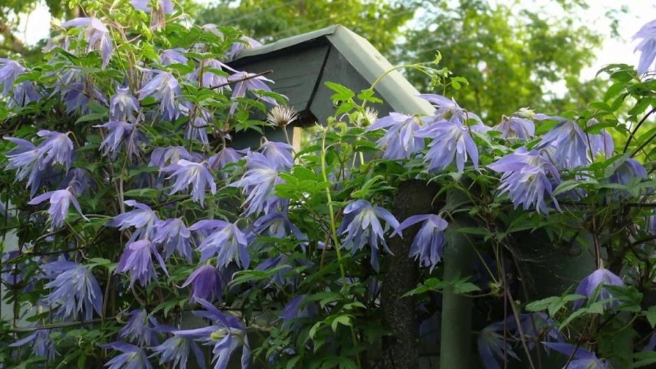 Клематис Памела Джекман