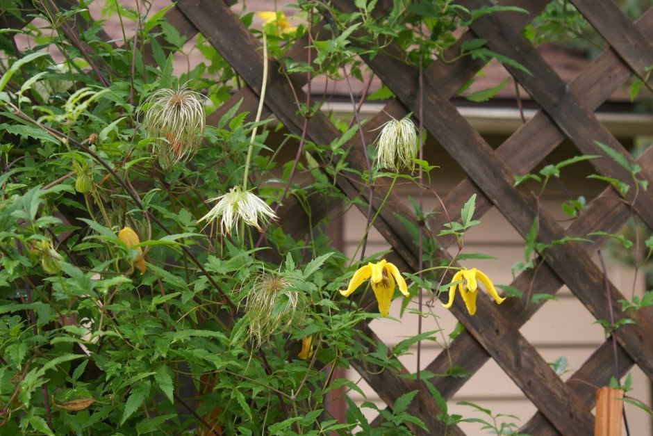 Клематис Альпийский княжик