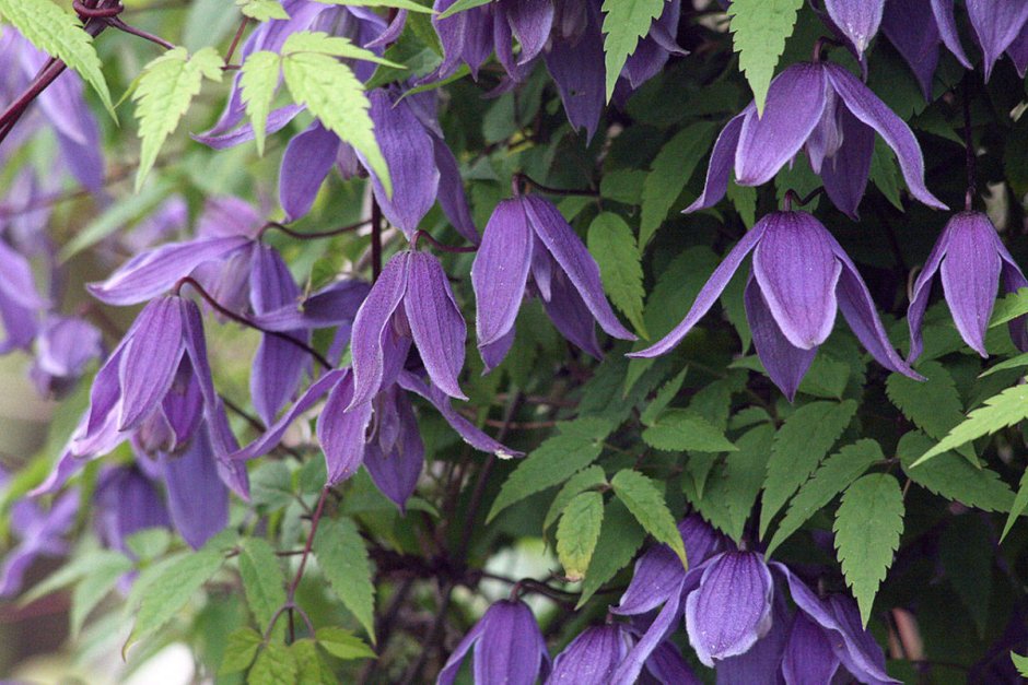 Княжик Альпийский