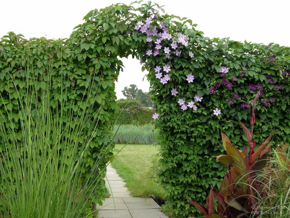 Княжик трехлетний