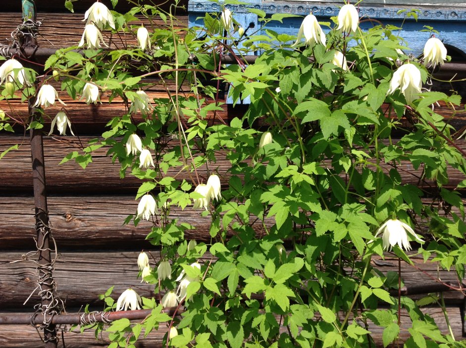 Княжик спайки