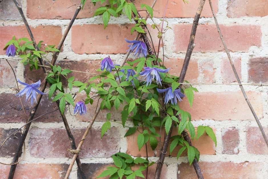 Клематис Жакмана на арке