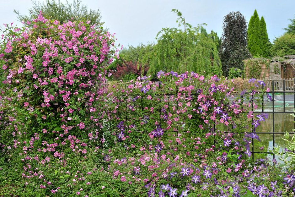 Клематис Ольга в ландшафтном