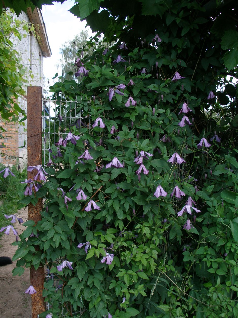 Клематис Golden Dream