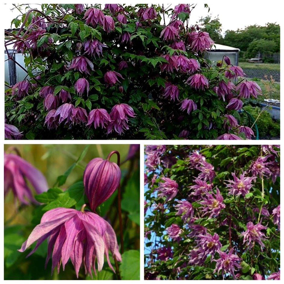 Клематис Ян Павел