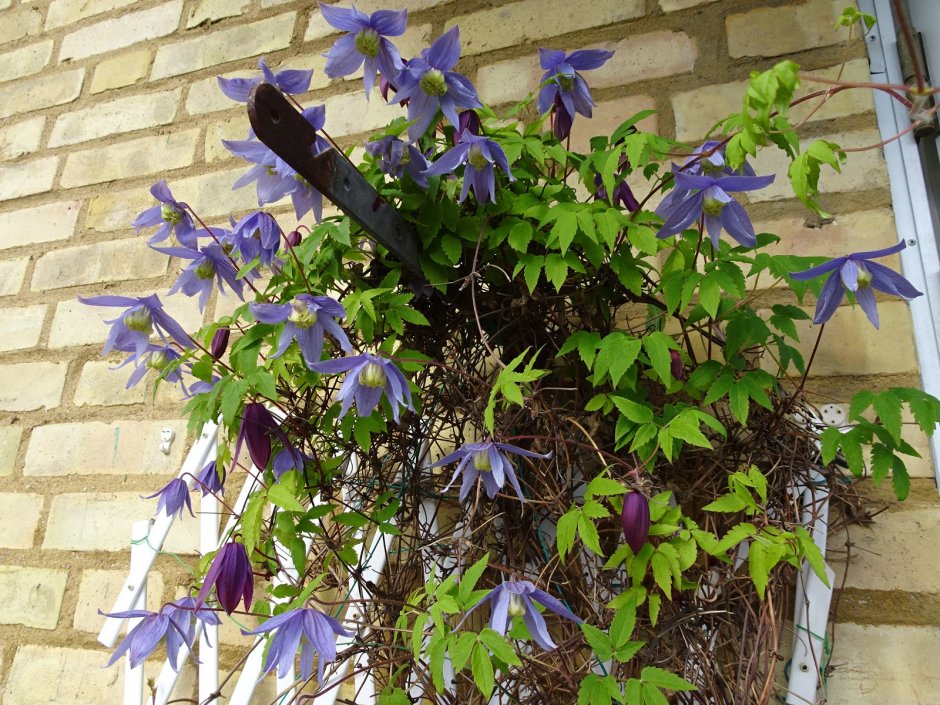 Колодяжный клематисы
