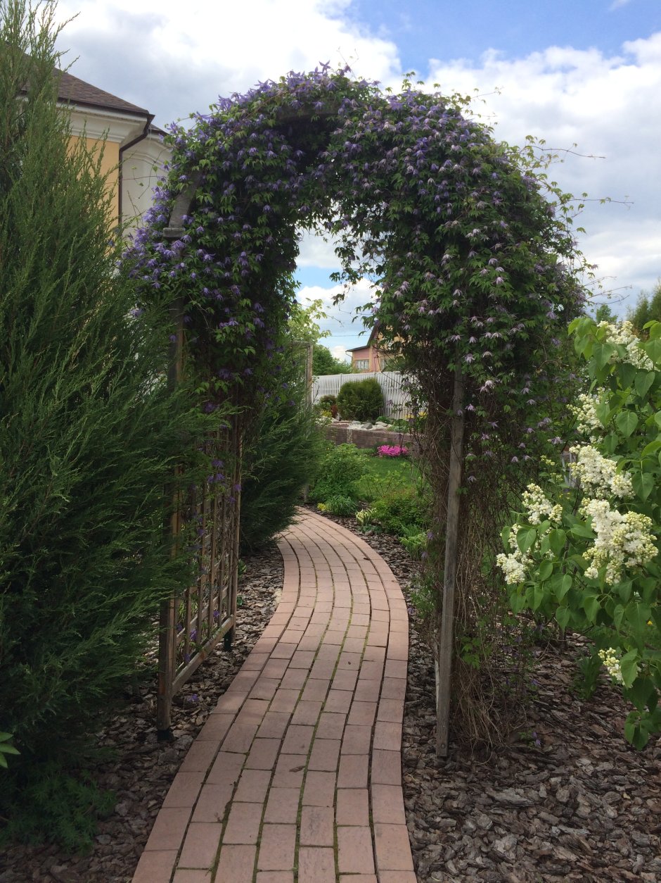 Клематис Ботанический принц Вильям