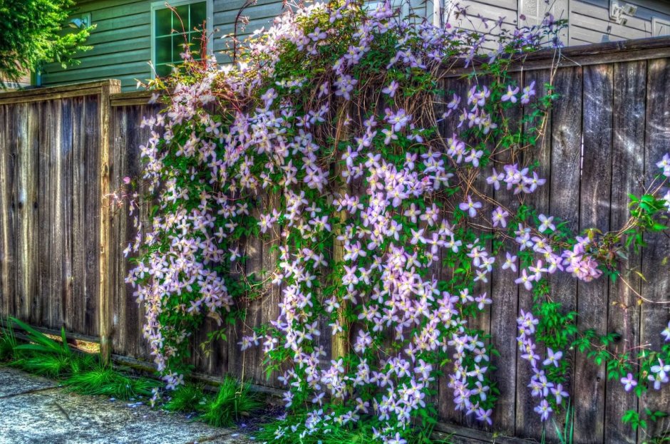 Княжик Лемон Дрим