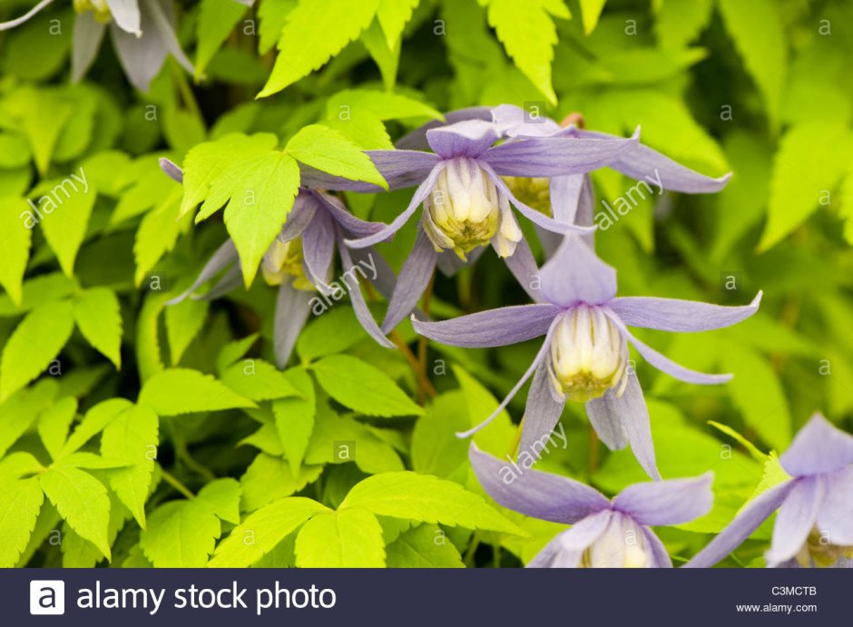 Клематис Альпийский княжик