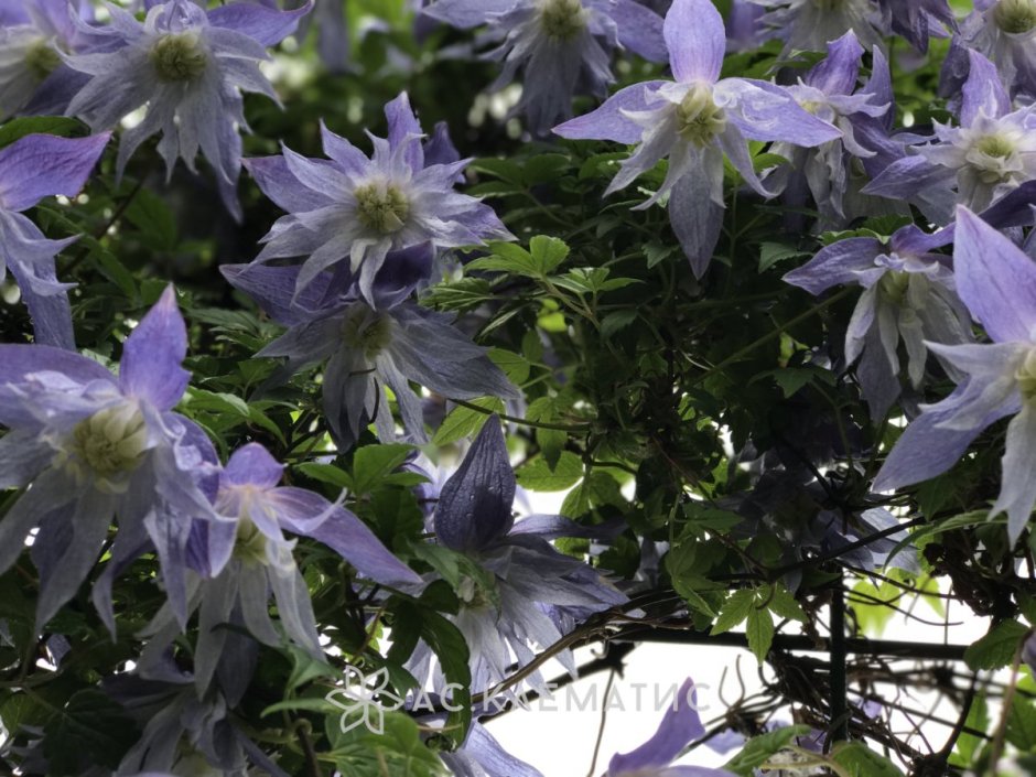 Клематис белый мелкоцветковый в саду