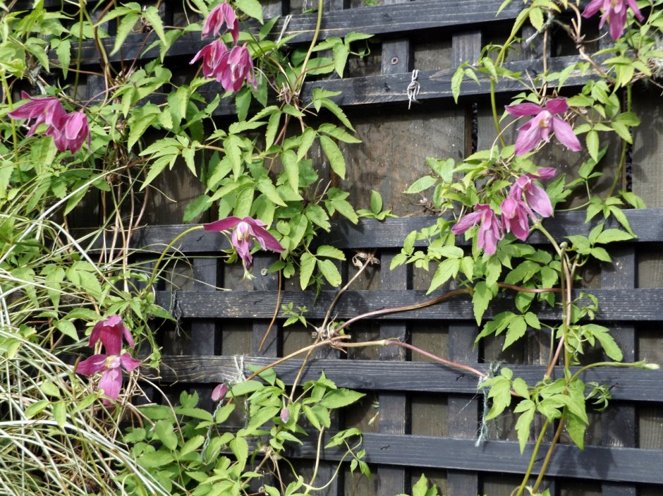 Княжик плетистый