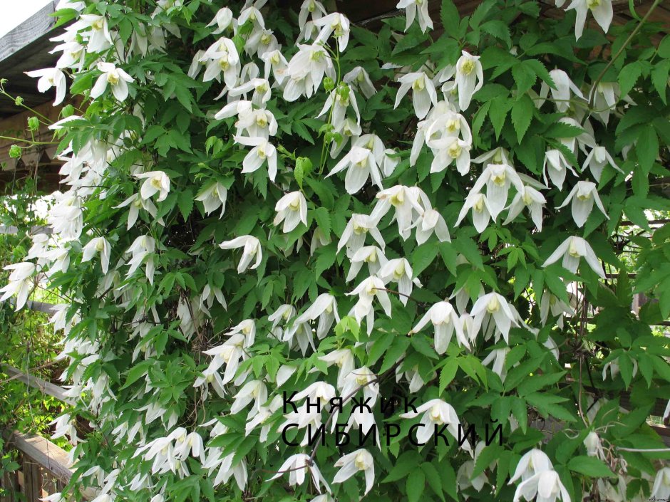 Клематис Ботанический Констанс