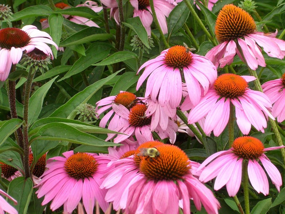 Эхинацея розовая Полянка