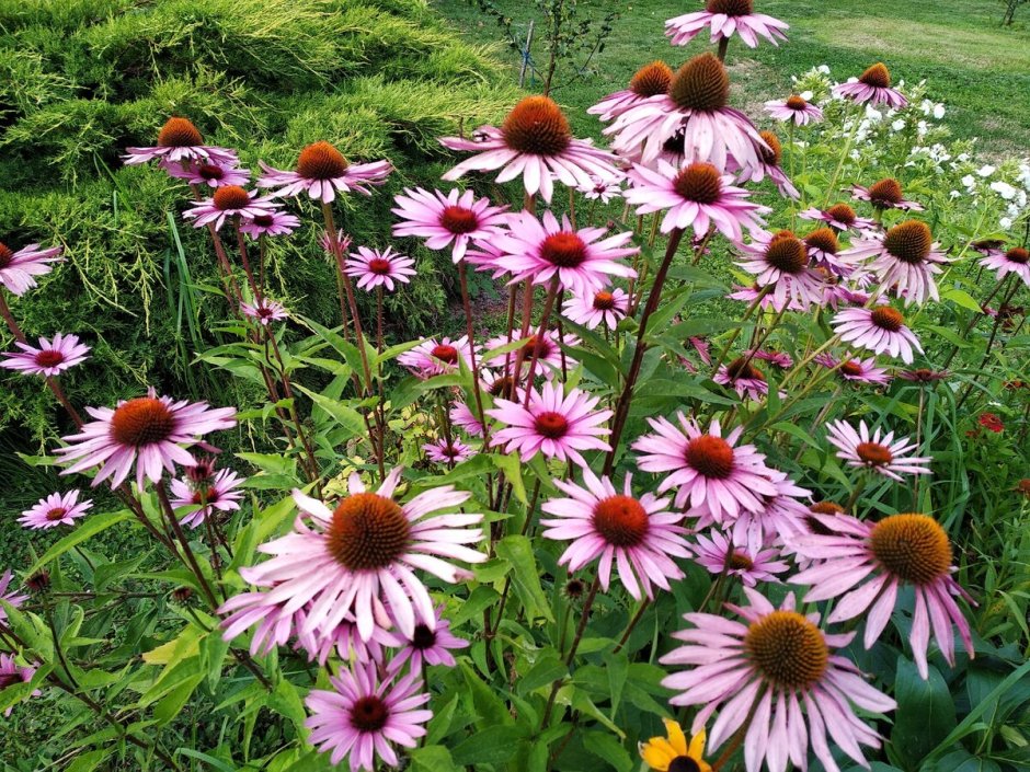 Эхинацея Примадонна дип Роуз