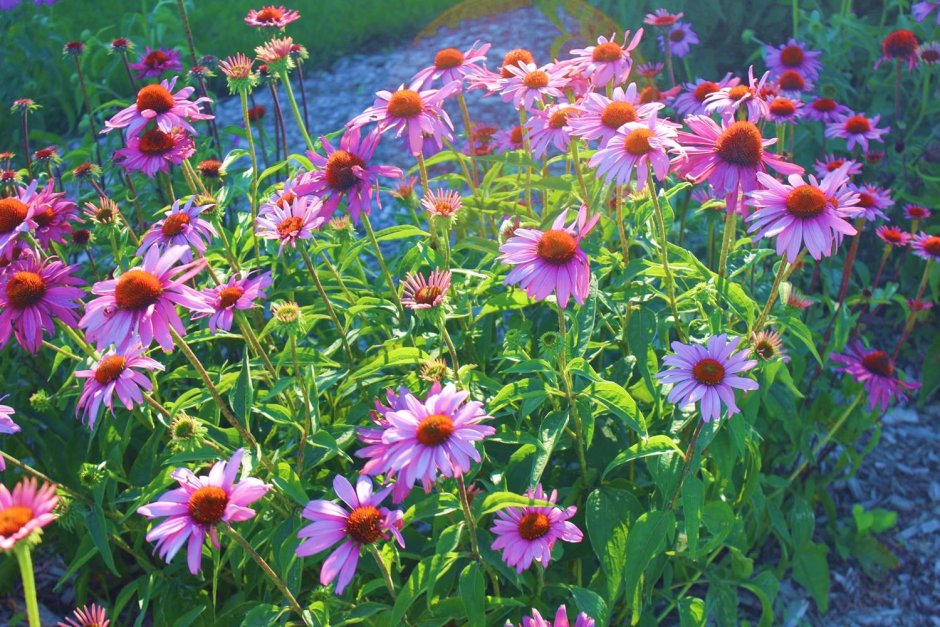 Echinacea Purple 'Ladies' perennial Flower