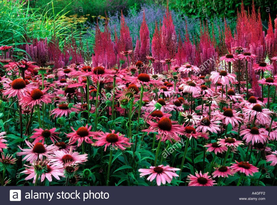 Эхинацея пурпурная 'Rubinstern'