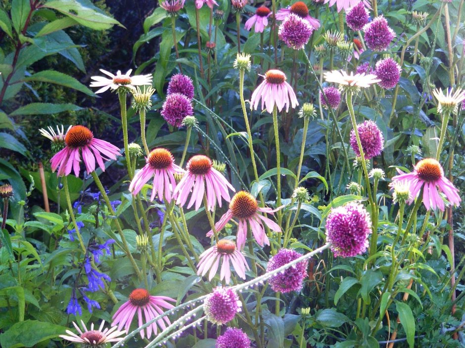 Эхинацея Echinacea prima Ginger