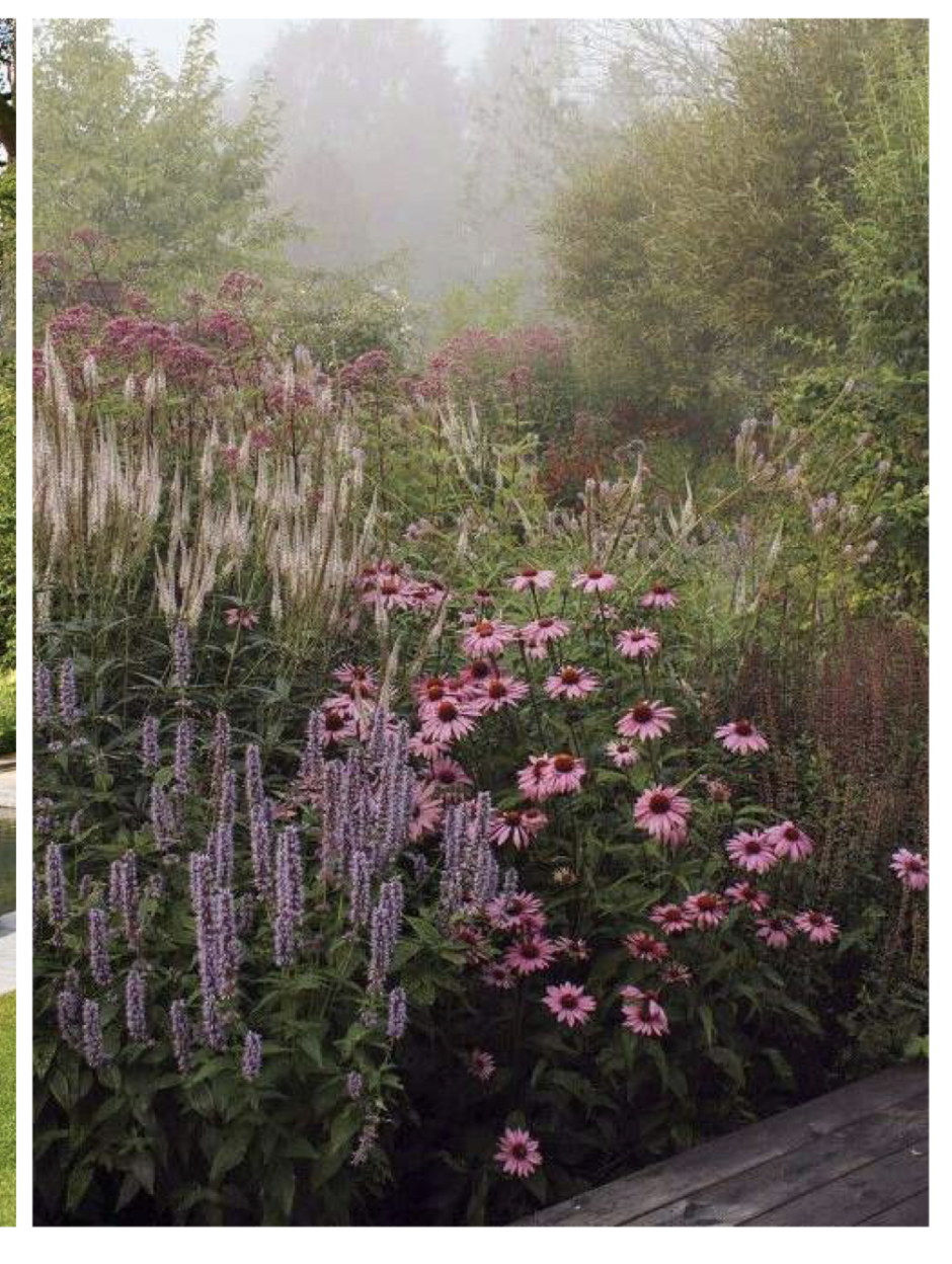 Посконник и эхинацея