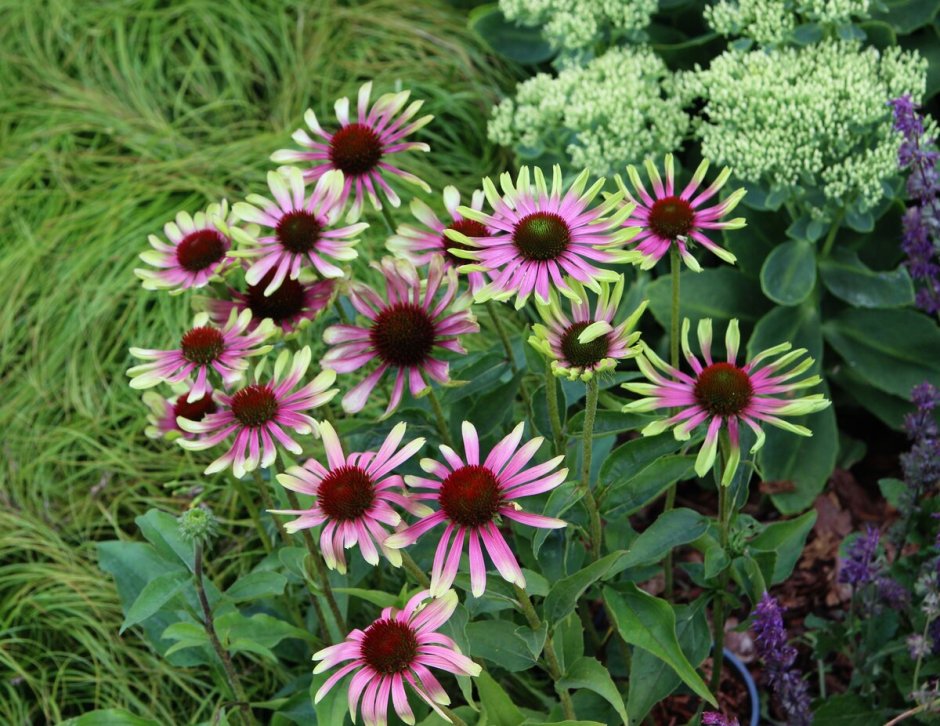 Эхинацея Green Twister