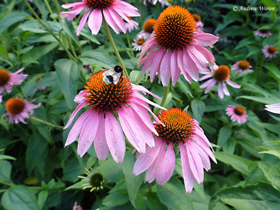 Эхинацея Indiaca