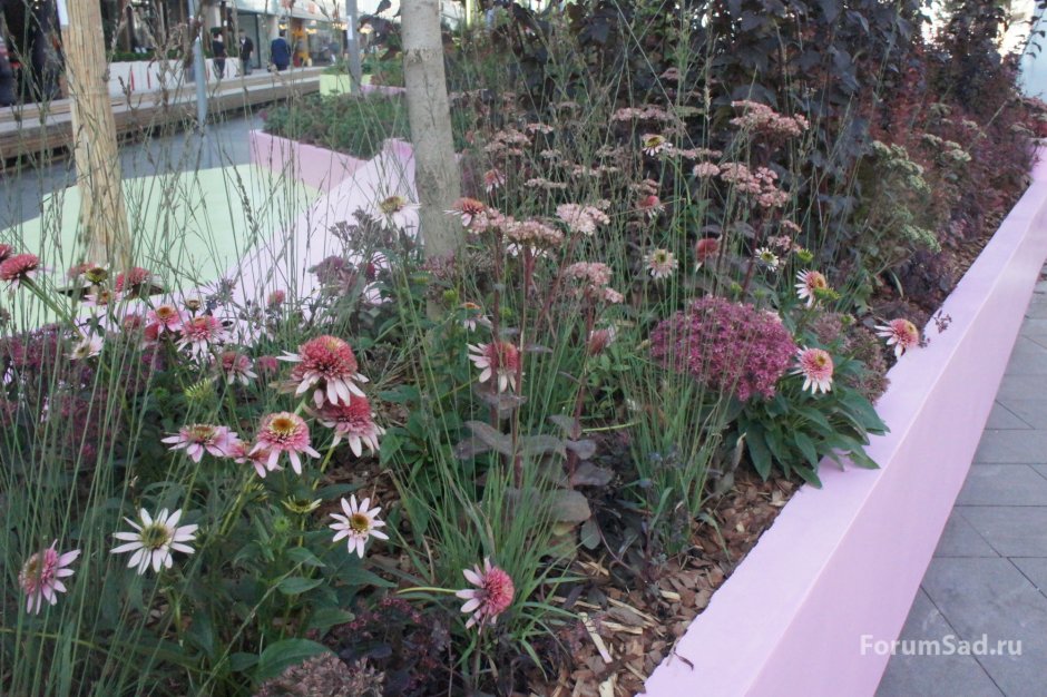 Эхинацея и молиния