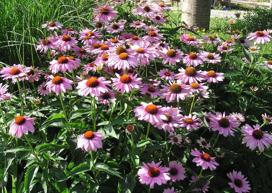 Эхинацея и рудбекия на клумбе