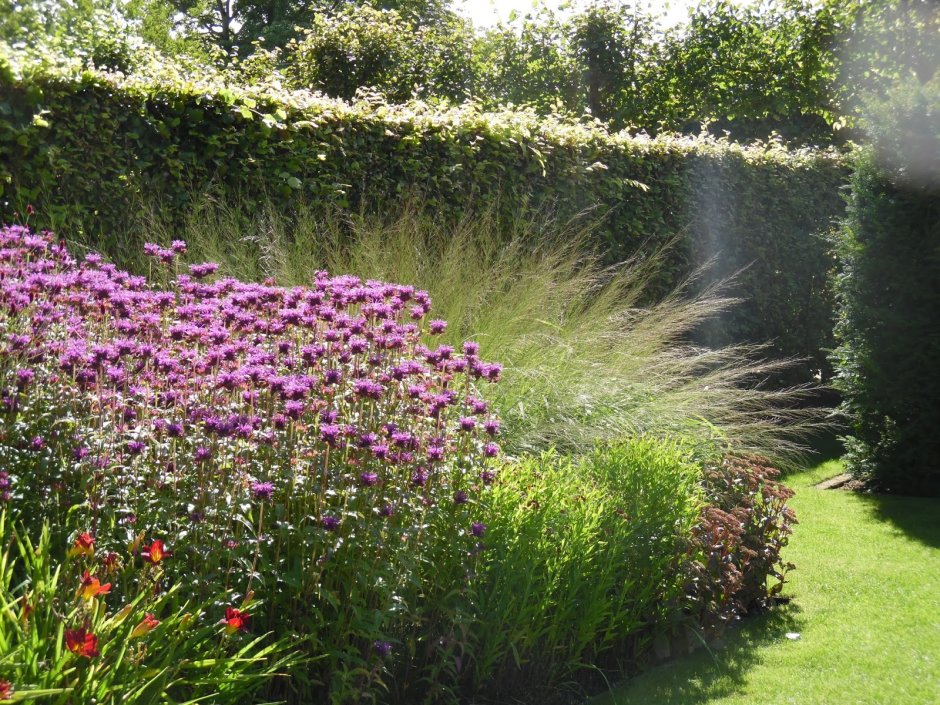 Эхинацея в ландшафтном дизайне с чем сочетается