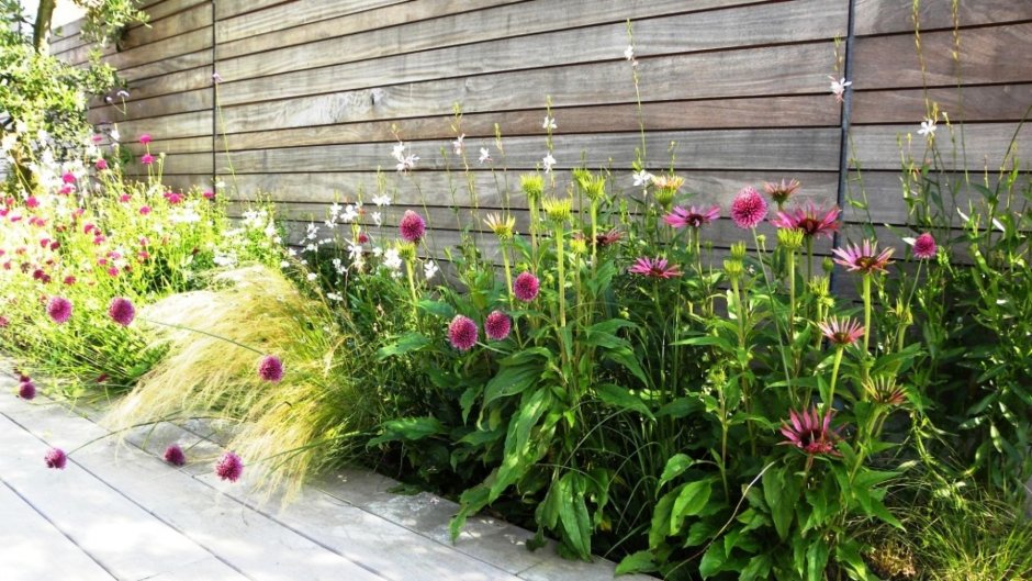 Эхинацея в композиции с маками в ландшафтном дизайне