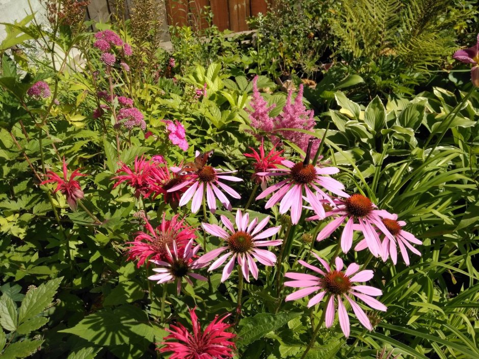 Монарда и эхинацея