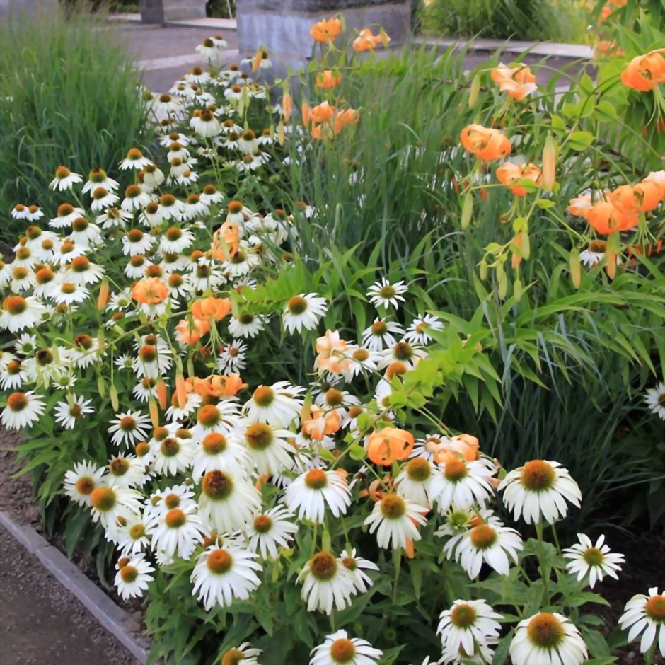 Эхинацея пурпурная Примадонна Уайт