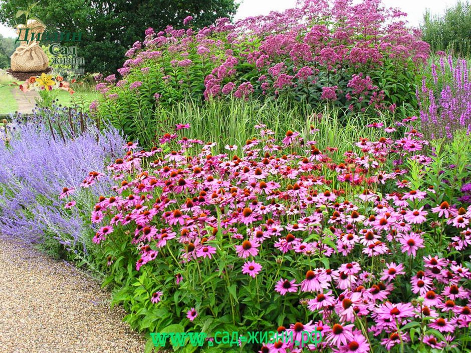 Флоксы эхинацея ландшафтный