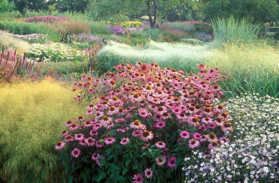 Пит Удольф эхинацея