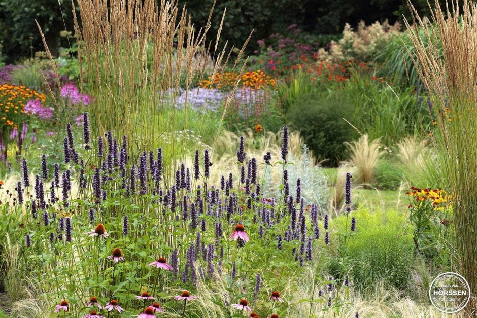 Вейник и эхинацея