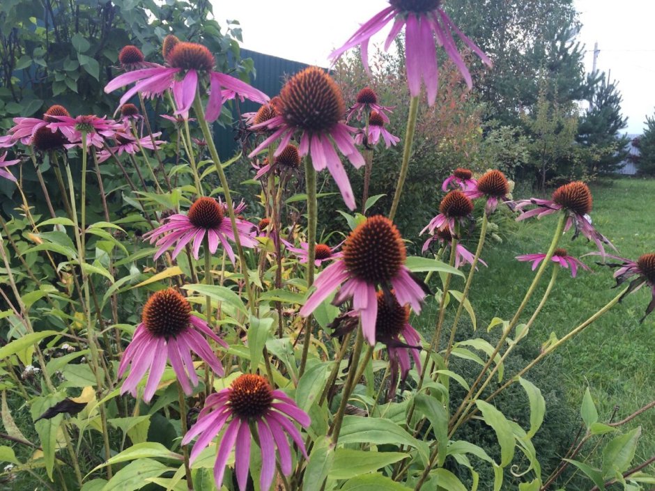 Эхинацея гибридная Брайт Роуз