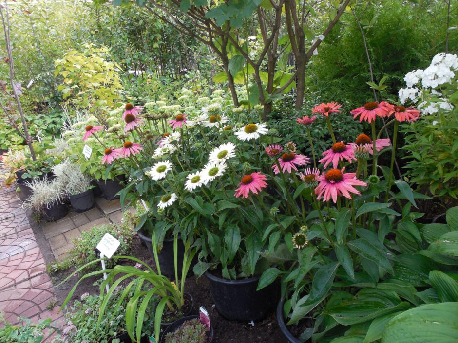 Эхинацея пурпурная (Echinacea purpurea `Primadonna Deep Rose`)