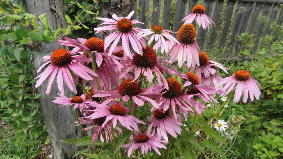 Эхинацея Echinacea prima Ginger