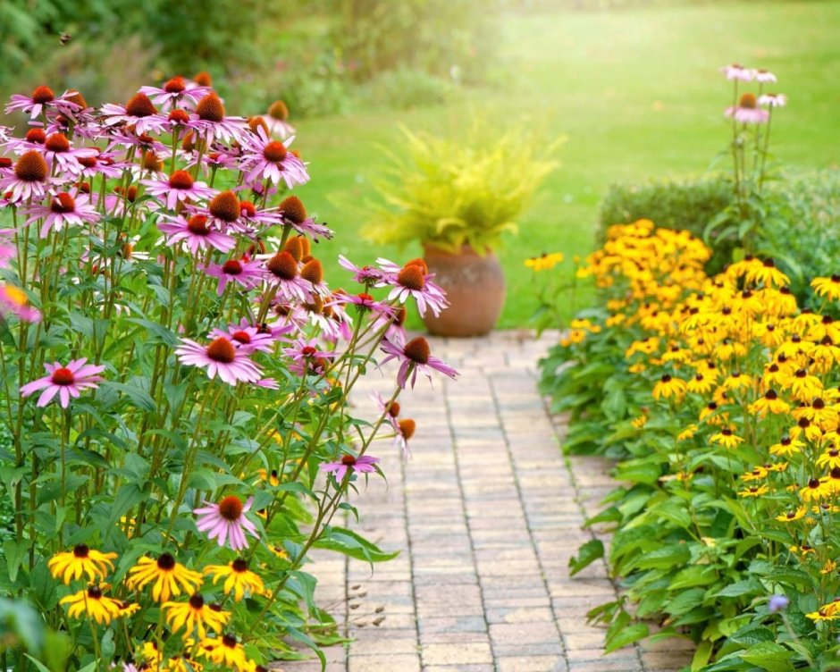 Рудбекия рассеченная Колдуэлле