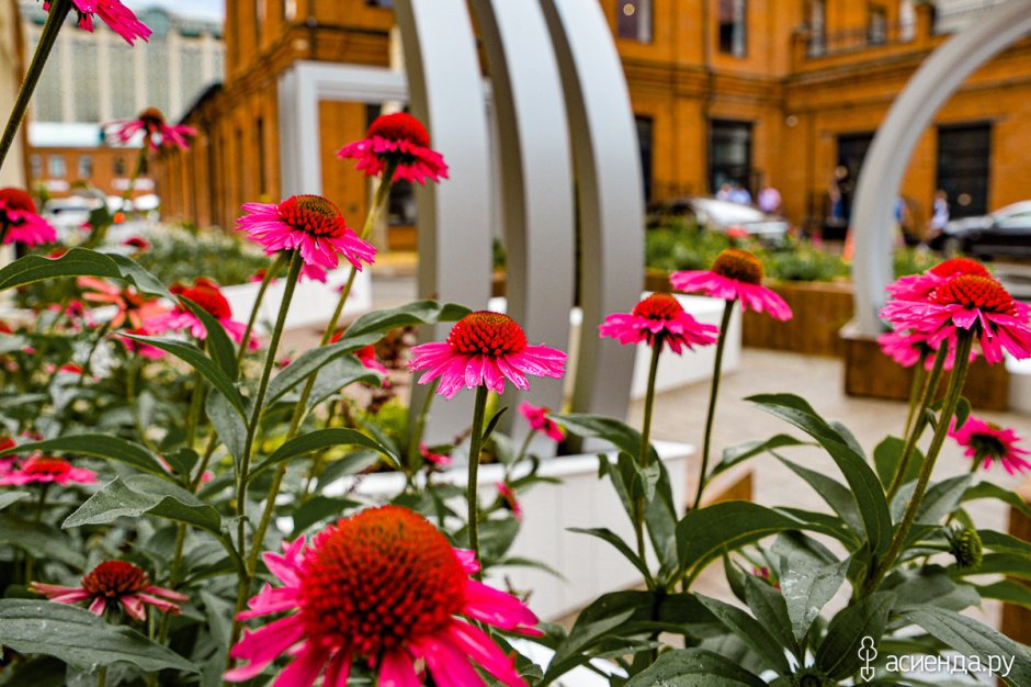 Цветы на ВДНХ эхинацея