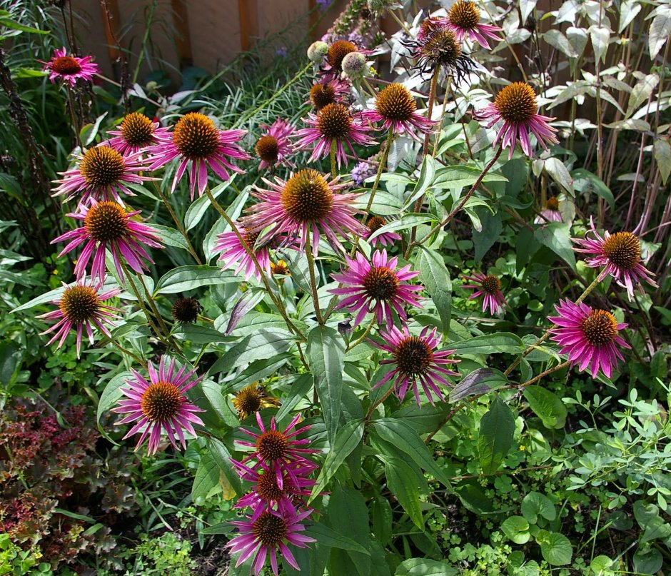 Эхинацея (Echinacea) Sweet Meadow mama