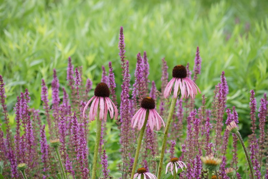 Пит Удольф эхинацея